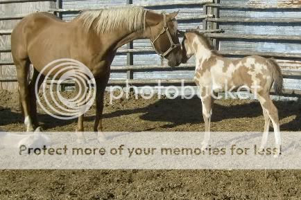 Some Pictures Of FVP Stables Horses Over load beware Dial up... May232009002