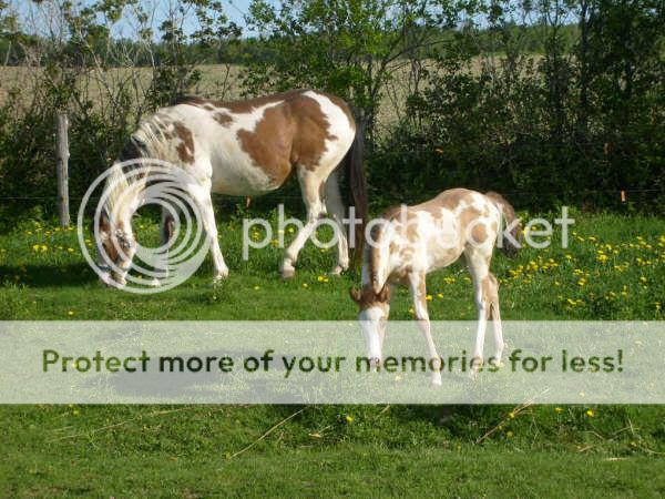 Some Pictures Of FVP Stables Horses Over load beware Dial up... May232009016