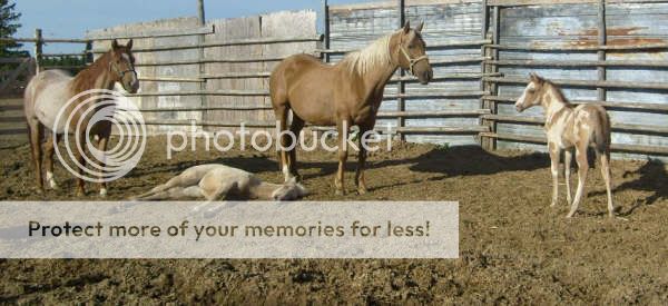 Some Pictures Of FVP Stables Horses Over load beware Dial up... May232009039