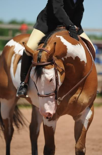 APHA Overo Palomino Mare For Sale ***SOLD*** N686340372_1166714_3345
