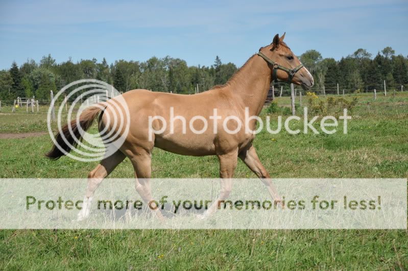 I just joined....Here are some pics of my 16 month old QH yearling... DSC_1156