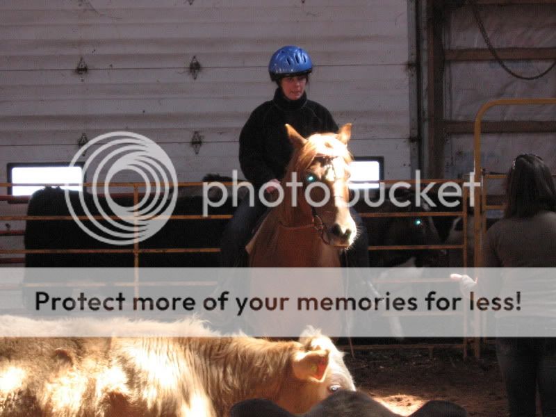 SOme Pictures from the Penning Clinic, Truro horse fair and my ponie Picture026