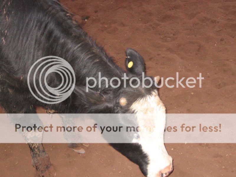 SOme Pictures from the Penning Clinic, Truro horse fair and my ponie Picture027