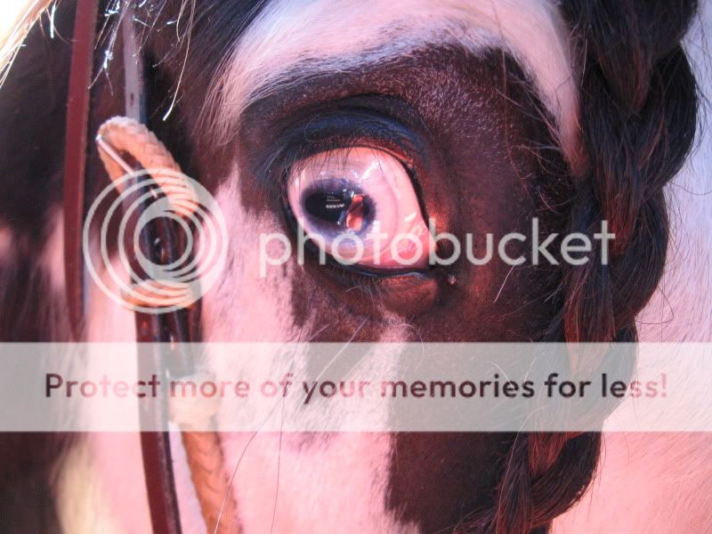 SOme Pictures from the Penning Clinic, Truro horse fair and my ponie Picture032