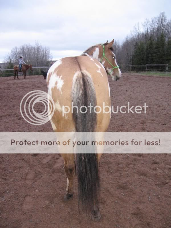 SOme Pictures from the Penning Clinic, Truro horse fair and my ponie Picture066-1