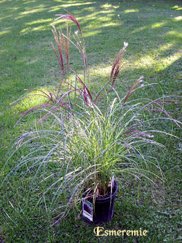 Miscanthus - Photos et associations MiscanthusSinensisNipon_Esemeremie_