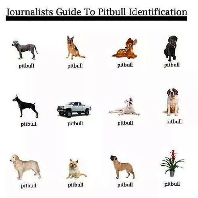 A picture guide to pitbulls Pitbull_zpsa2ff3f76