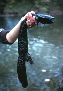 Salamandra gigante de los Apalaches (Cryptobranchus alleganiensis), conocida como "Hellbender": IMPRESIONANTE Hellbender2-72Kurt