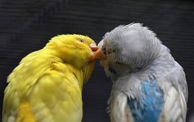 KISS::::KISS Birds-4