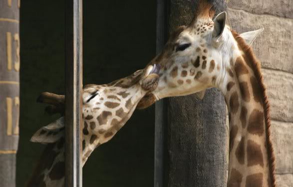 KISS::::KISS Giraffe-4
