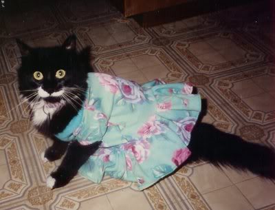 Kitty Cat Clothes Missycat