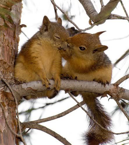 KISS::::KISS Squirrels