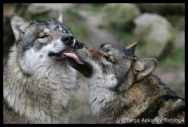 KISS::::KISS Wolf-2