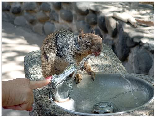 Imagenes curiosas y divertidas - Página 4 Squirrel2