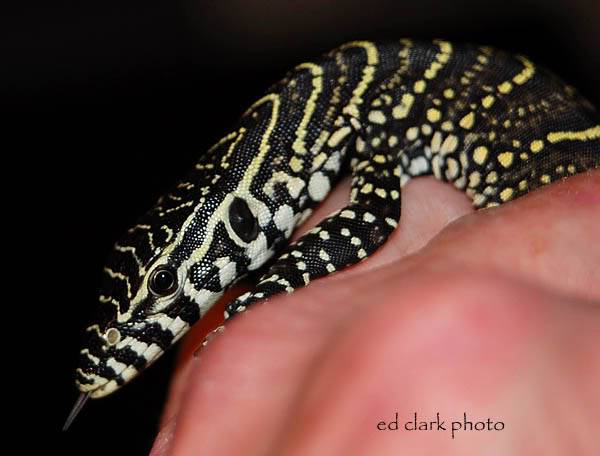 Baby Nile Monitor. 3-28Monitors081_edited-1-2