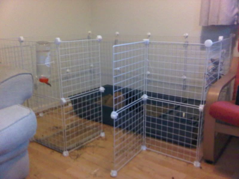 Teddy and Toffee enjoying their cage amendments IMG01029-20120229-1653