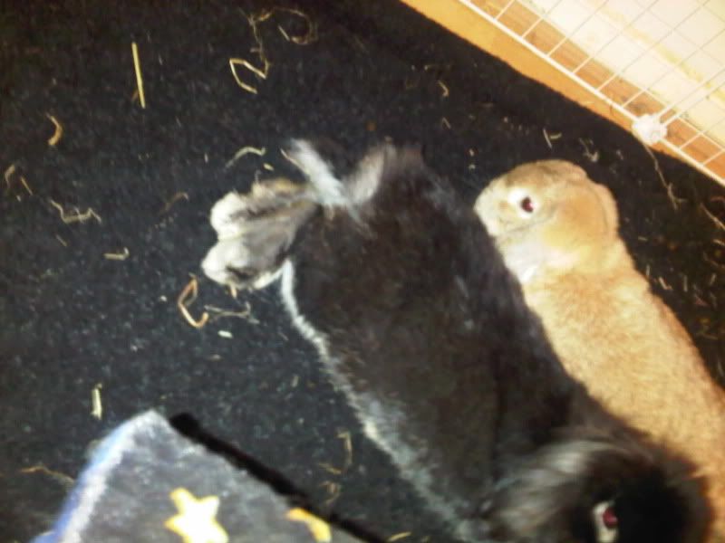 Teddy and Toffee enjoying their cage amendments IMG01058-20120330-2115