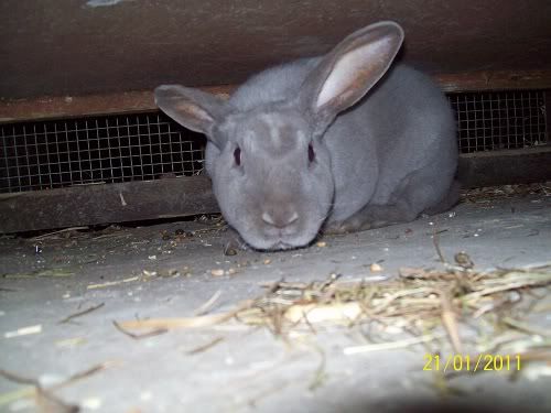 Kate and William, bonded pair, Tyne and Wear William