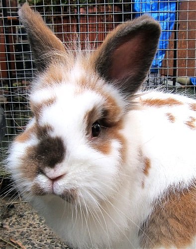 Alex, male rabbit, Tyne and Wear Alex