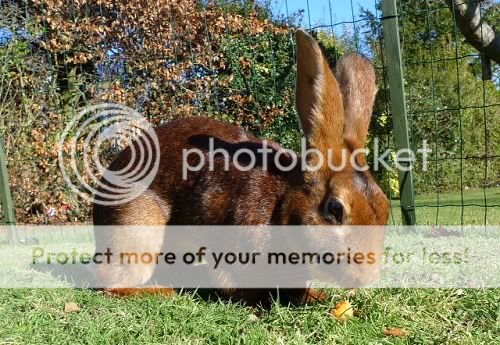 Basil, male rabbit, Tyne and Wear Basil