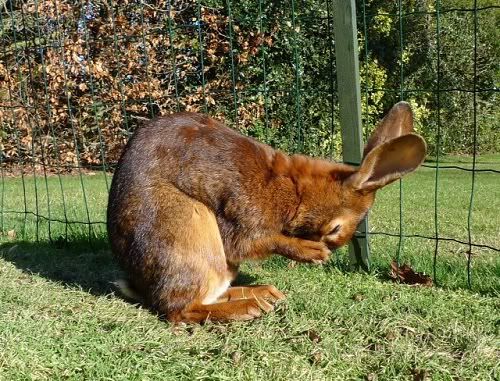 Basil, male rabbit, Tyne and Wear Basil2