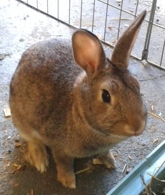 Bella, female rabbit, Tyne and Wear Bella-1