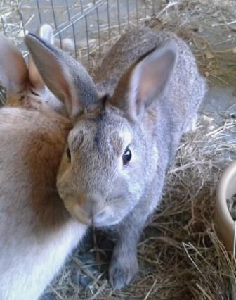 Bella, female rabbit, Tyne and Wear Bella1