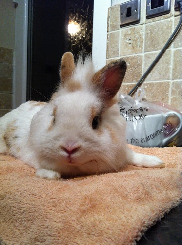 Ben, male rabbit, Tyne and Wear Ben_zps4b72ce31