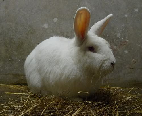 Bobby, male rabbit, Tyne and Wear Bobby