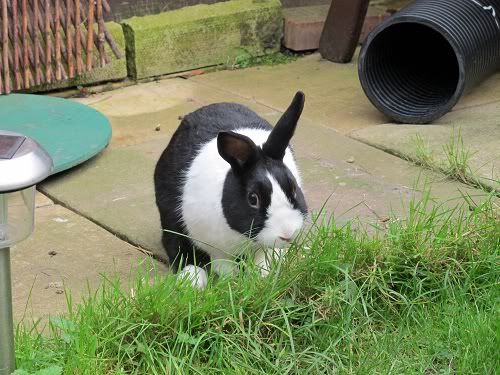 Brian, male bunny, Tyne and Wear Brian