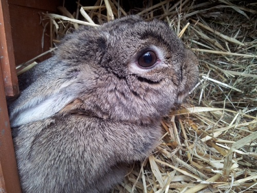 Cally, female rabbit, Tyne and Wear Cally