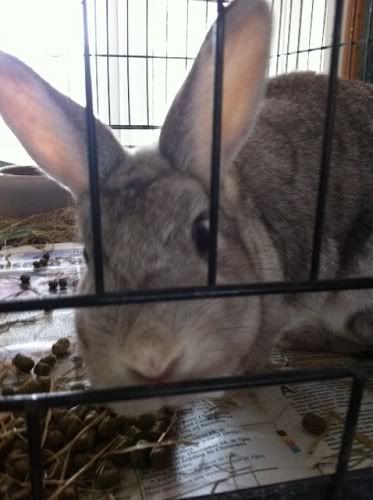 Chip, male rabbit, Tyne and Wear Chip