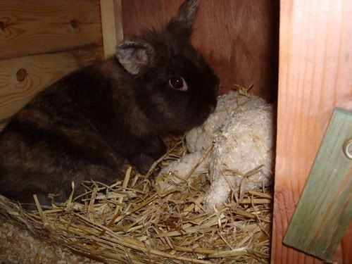 Cole, Female rabbit, Tyne and Wear Cole1