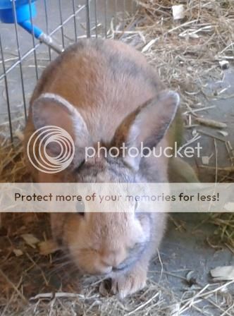 Daisy, female rabbit, Tyne and Wear Daisy