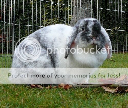 Dolly, female rabbit, Tyne and Wear Dolly2