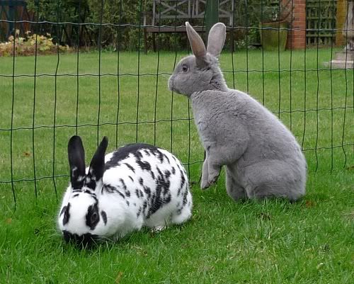 Dotty and Dylan, bonded pair, Tyne and Wear Dottyanddylan1