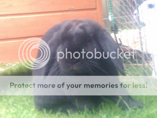 Fudge, male rabbit, Tyne and Wear Fudge-2_zps110dc26c