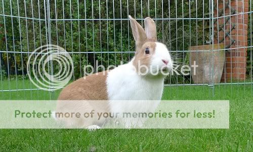 Fudge, Male bunny, Tyne and Wear Fudge