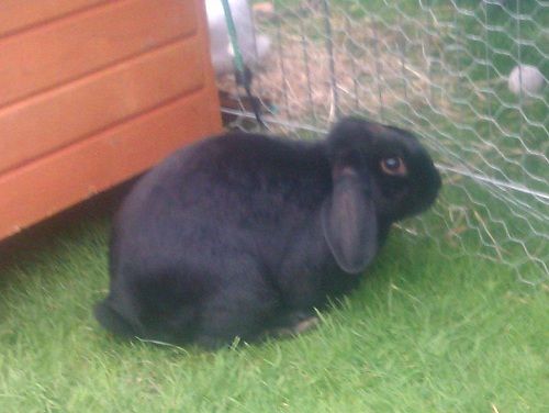 Fudge, male rabbit, Tyne and Wear Fudge1_zps5a8b57c1