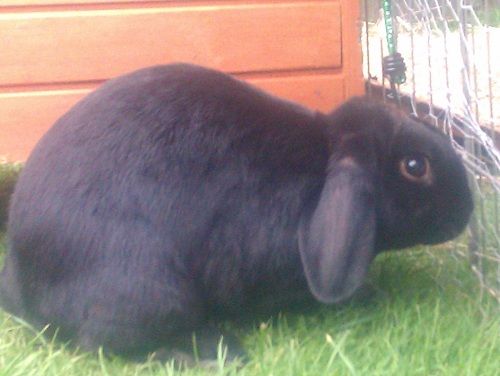 Fudge, male rabbit, Tyne and Wear Fudge2_zpscc409759