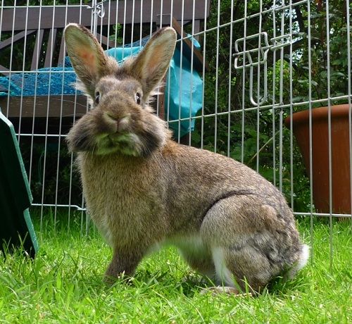 George, male abbit, Tyne and Wear George