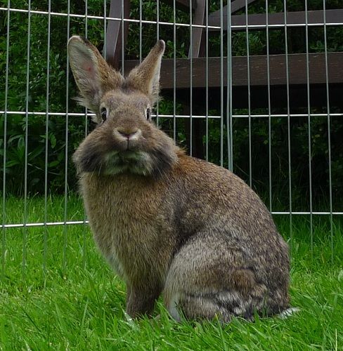 George, male abbit, Tyne and Wear George1