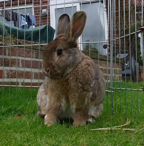 Goldilocks and Bugs - Bonded pair, Tyne and Wear Goldilocks