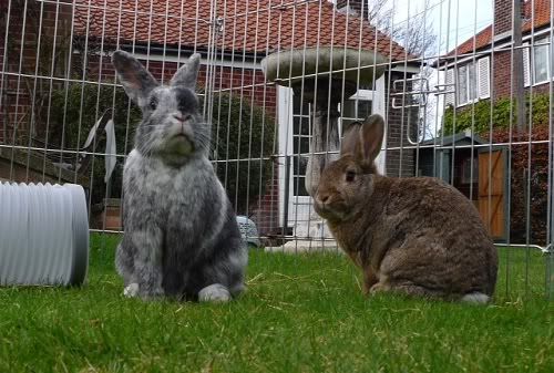 Goldilocks and Bugs - Bonded pair, Tyne and Wear Goldilocksandbugs2