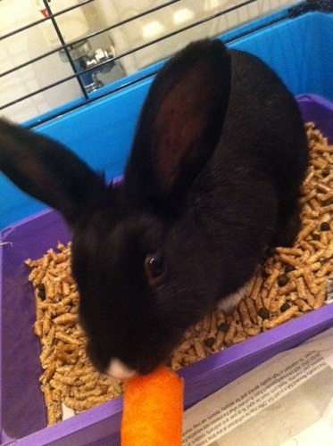 Harley, female rabbit, Tyne and Wear  Harley