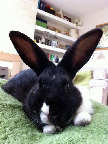 Harvey, male rabbit, Tyne and Wear Harvey