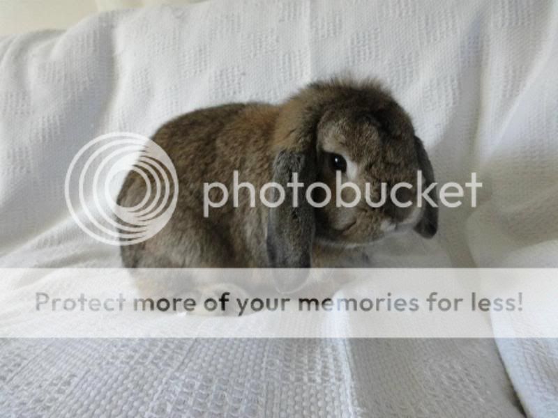 Hermes, male rabbit, Tyne and Wear Hermes2