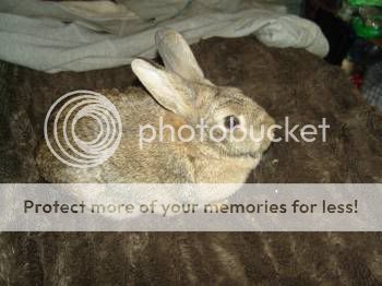 Honey, female rabbit, Tyne and Wear Honey