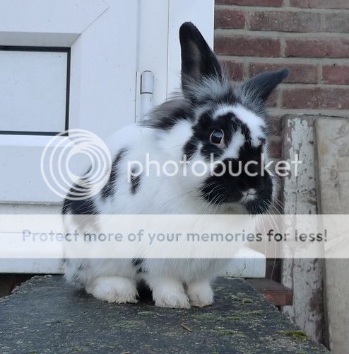 Jack and Vera, bonded pair, Tyne and Wear Jack1