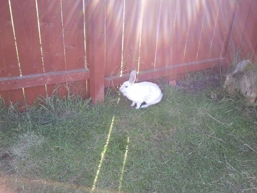 Lacey, female rabbit, Tyne and Wear Lacey